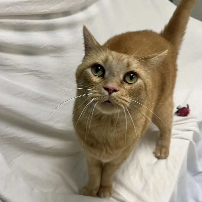 An adult extra large-sized male Orange / Red Domestic Short Hair cat named Bussi for adoption in Bedford, NH