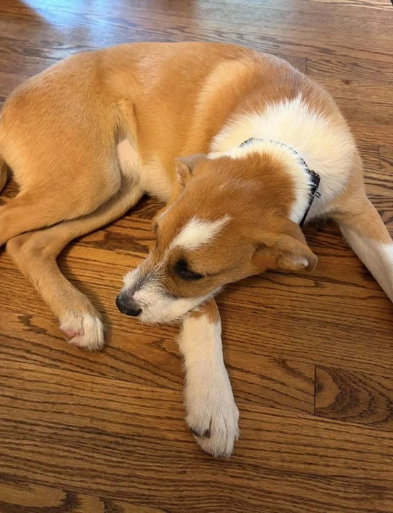 Woody