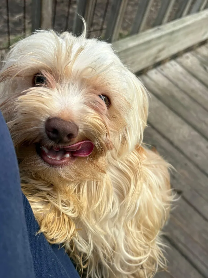 A young small-sized male Apricot / Beige Yorkie Poo dog named Ben for adoption in Griffith, IN
