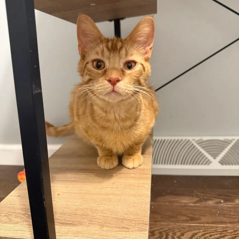 Dennis