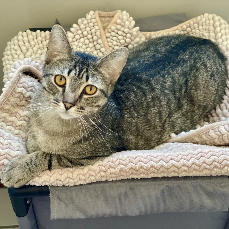 An adult small-sized male Brown / Chocolate Domestic Short Hair cat named Freeway for adoption in Los Angeles, CA