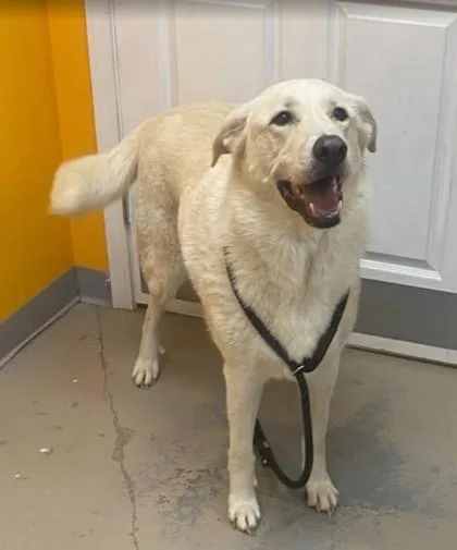 An adult large-sized male White / Cream Great Pyrenees dog named Fezzik for adoption in Downers Grove, IL