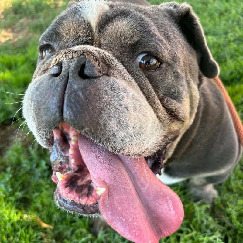An adult large-sized male Gray / Blue / Silver English Bulldog dog named Butters for adoption in Turlock, CA
