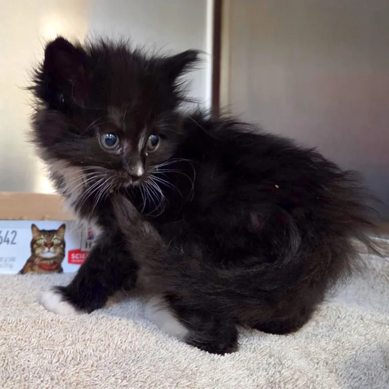 A baby small-sized female Black Domestic Short Hair cat named Pipkin for adoption in Woodinville, WA