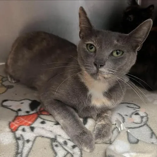 A baby small-sized female Tortoiseshell Domestic Short Hair cat named 26-1134 for adoption in Los Banos, CA