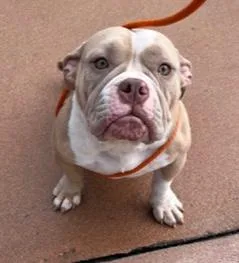An adult medium-sized female White / Cream American Bulldog dog named Cupcake for adoption in Longwood, FL