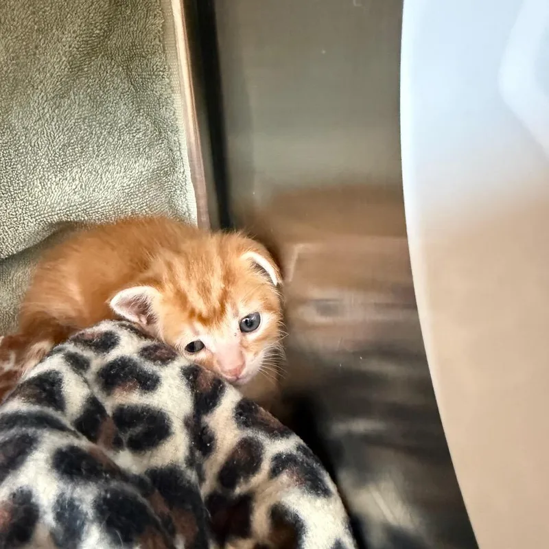 A baby small-sized male Orange / Red Domestic Short Hair cat named Cream for adoption in Madisonville, TN