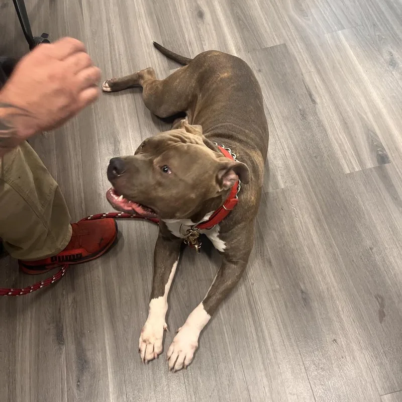 An adult large-sized male Mastiff dog named YORKStray for adoption in York, PA
