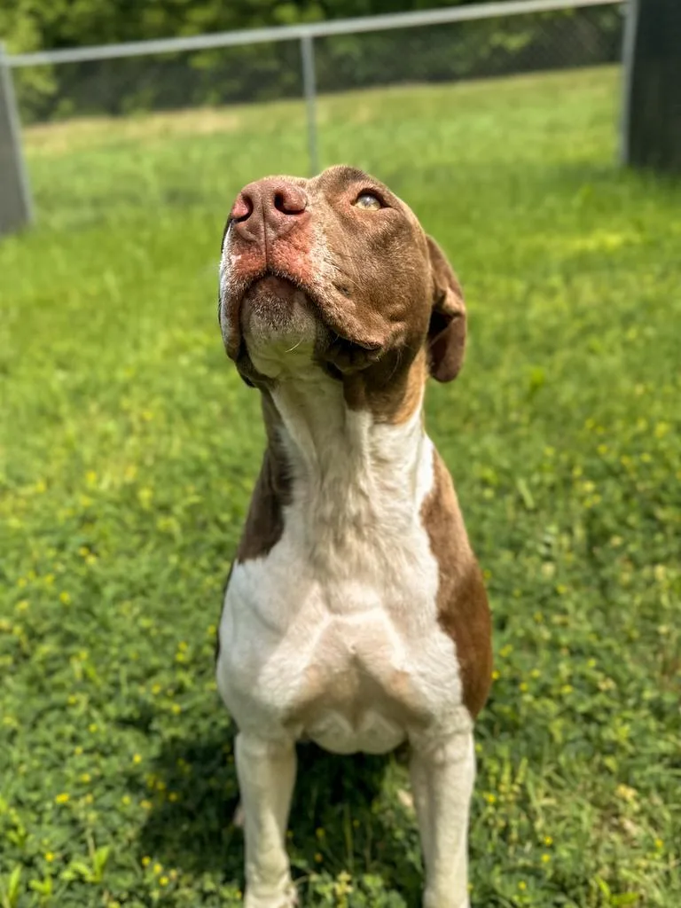 Juno