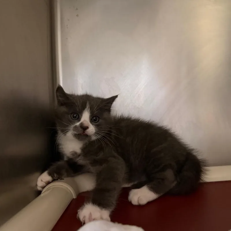 A baby small-sized female Gray / Blue / Silver Domestic Short Hair cat named "shrimp" for adoption in Perkiomenville, PA