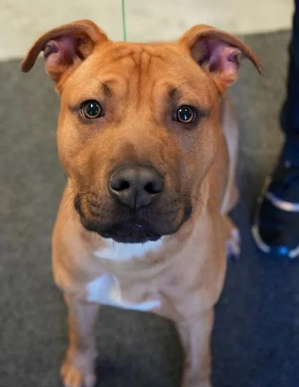 An adult medium-sized male Pit Bull Terrier dog named Scooby for adoption in Bowling Green, KY