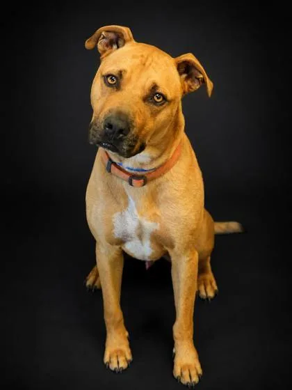 Scooby thumbnail 2