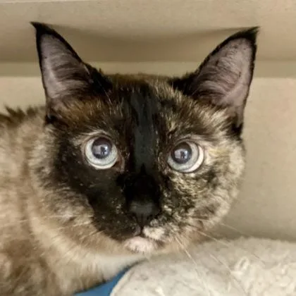 A senior small-sized female Domestic Short Hair cat named Lelo for adoption in Burlington, WA