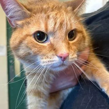An adult large-sized male Orange & White Domestic Short Hair cat named Major for adoption in Elyria, OH