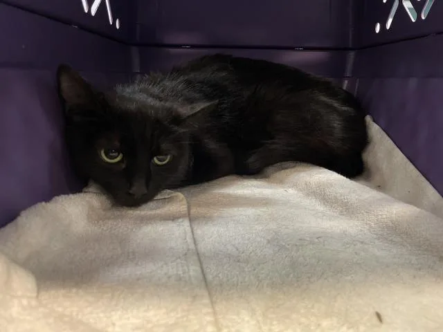 A young small-sized female Domestic Short Hair cat named Morgana for adoption in Thousand Palms, CA