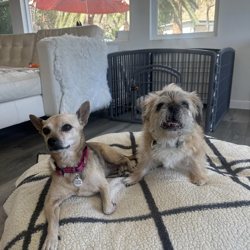 An adult small-sized female Chihuahua dog named Rosa for adoption in Camarillo, CA