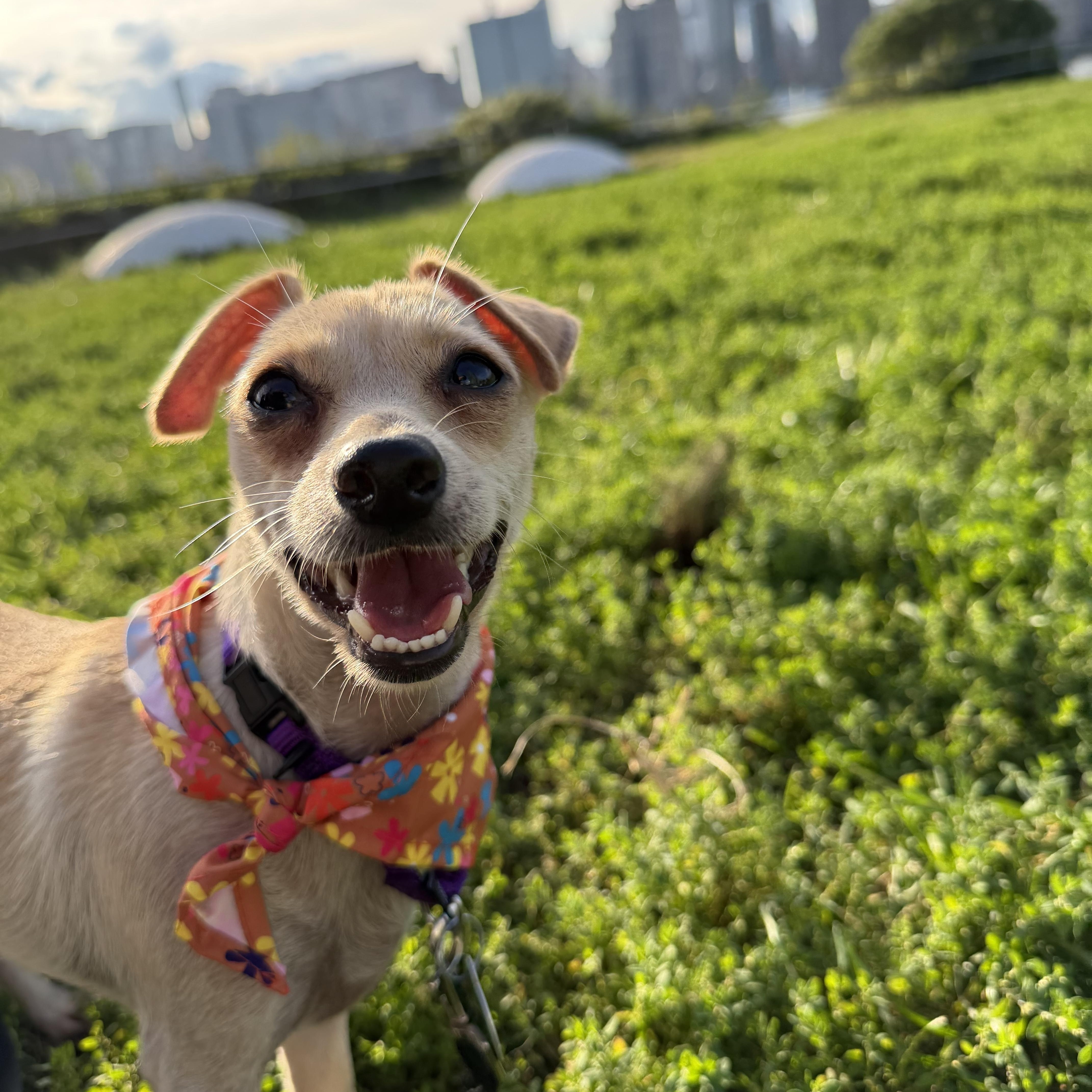 A young small-sized female Chihuahua dog named Honey for adoption in Brooklyn, NY