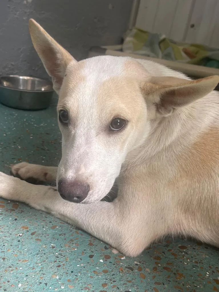 A young medium-sized male Australian Cattle Dog / Blue Heeler dog named Scratch for adoption in Seven Points, TX