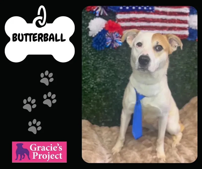 A young medium-sized male Labrador Retriever dog named Butterball for adoption in Canyon, TX