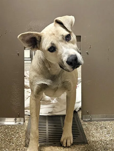 An adult large-sized female Anatolian Shepherd dog named Louna for adoption in Clyde, NC