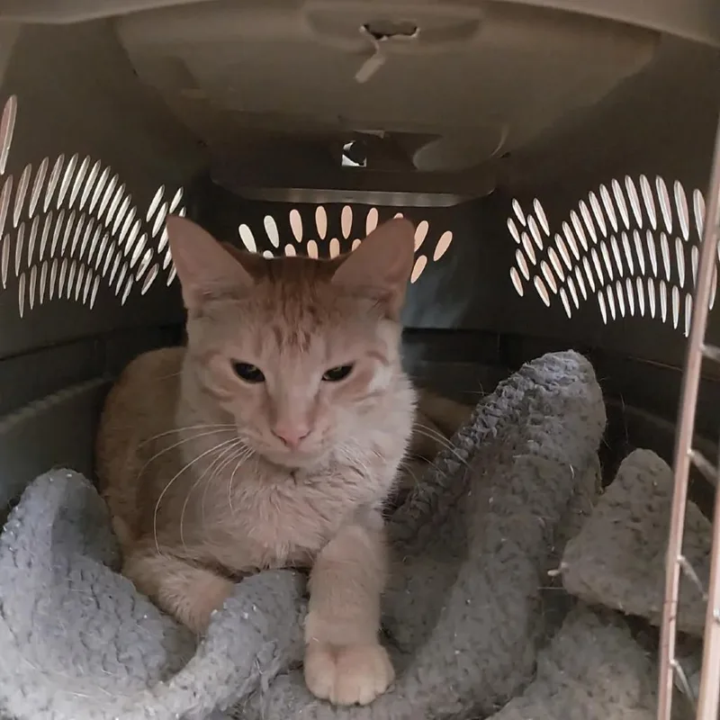 A young small-sized female Orange / Red Domestic Short Hair cat named Etta for adoption in LYLE, MN