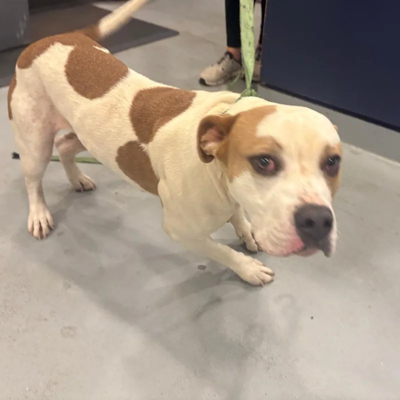 An adult medium-sized female White / Cream Pit Bull Terrier dog named Alicent for adoption in Charlottesville, VA