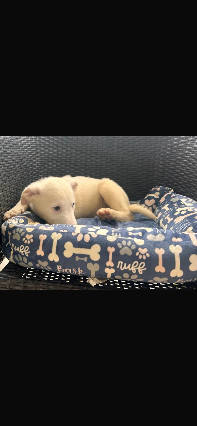 A baby small-sized female Jindo dog named Peaches for adoption in Virginia Beach, VA