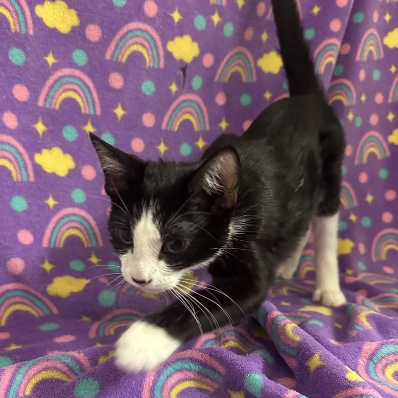 A baby small-sized female Black Domestic Short Hair cat named Cosmo for adoption in Newberg, OR
