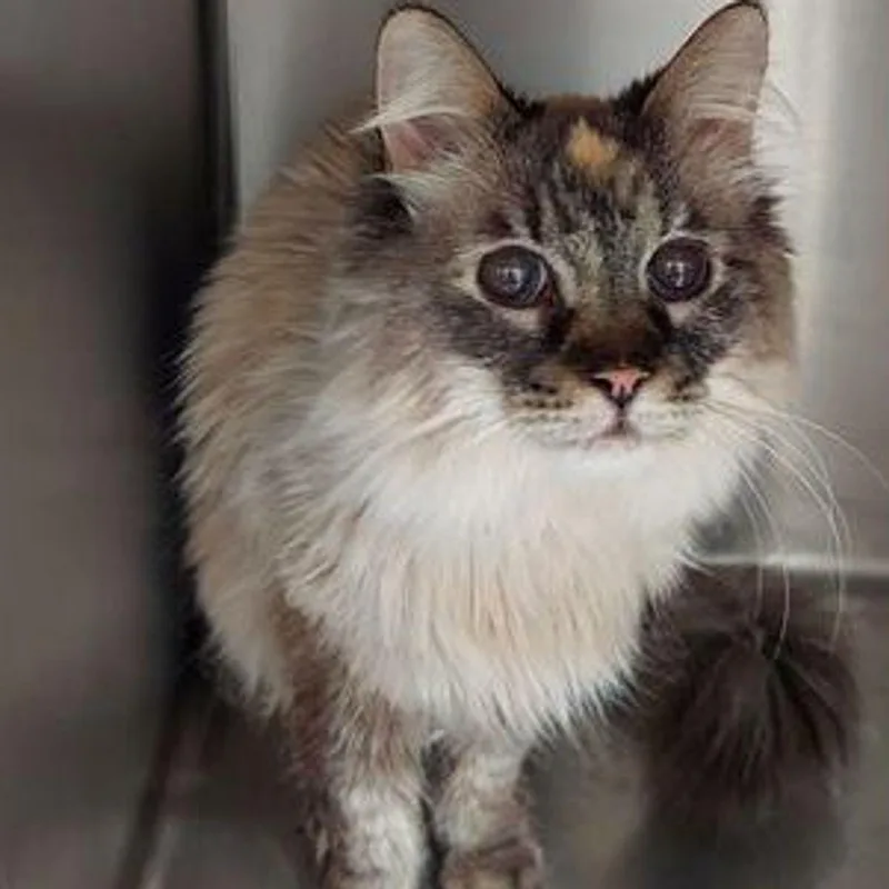 A senior medium-sized female Calico Siamese cat named Sapphire for adoption in Lake Havasu City, AZ