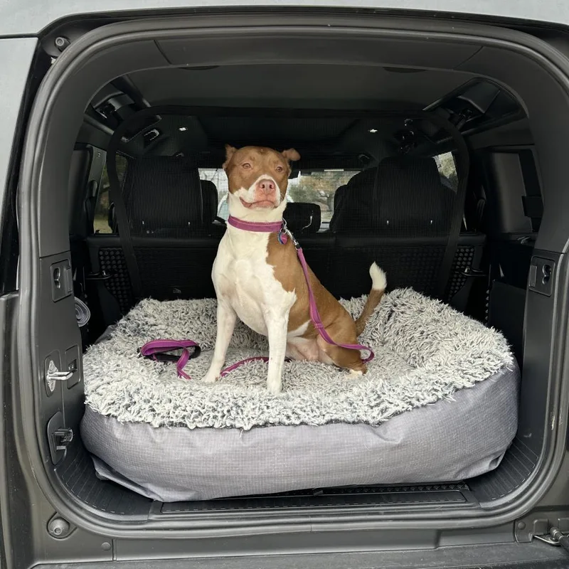 A senior large-sized female Brown / Chocolate Pit Bull Terrier dog named Kimber for adoption in Dallas, TX