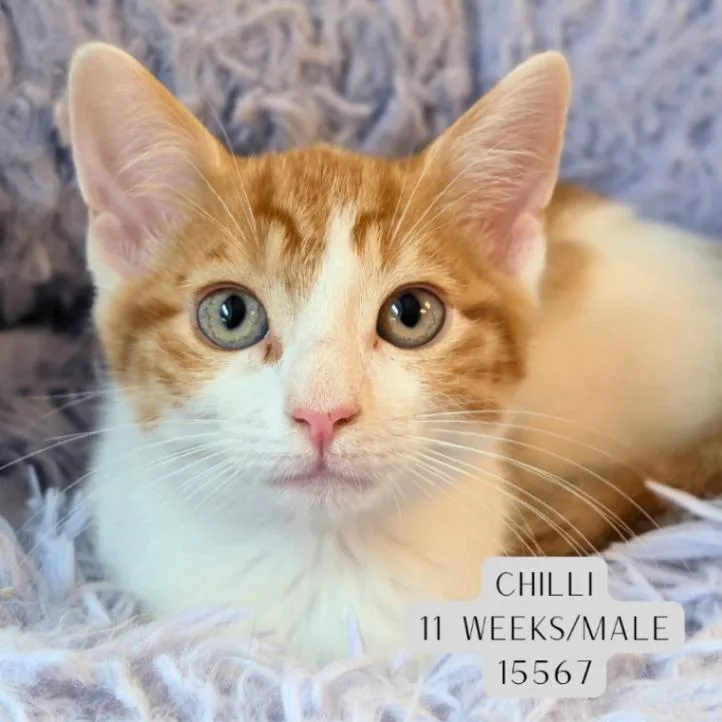 A young medium-sized male Orange / Red Domestic Short Hair cat named Chilli for adoption in Supply, NC