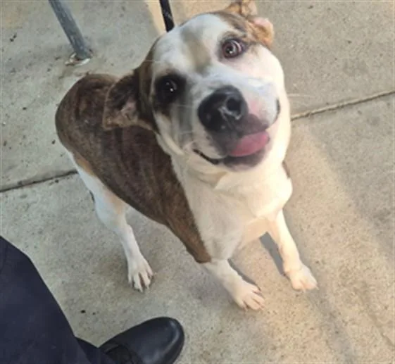 A young medium-sized male Staffordshire Bull Terrier dog named Bubbles for adoption in Texas City, TX