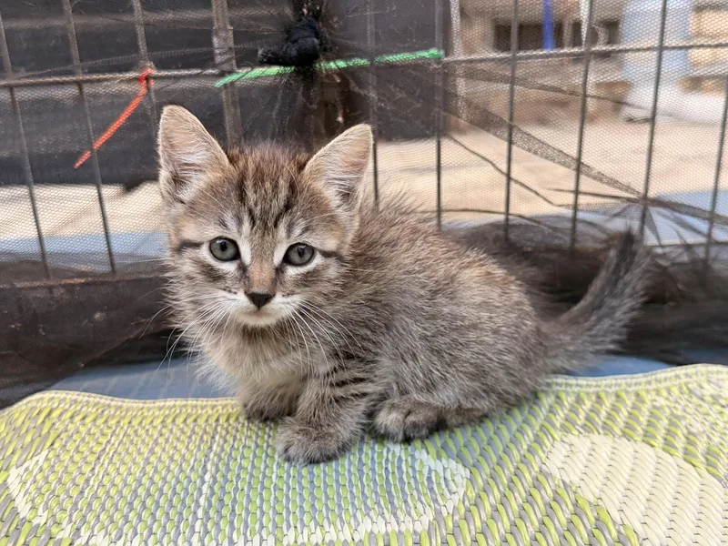 A baby medium-sized female Buff / Tan / Fawn Tabby cat named Amber for adoption in Los Angeles, CA