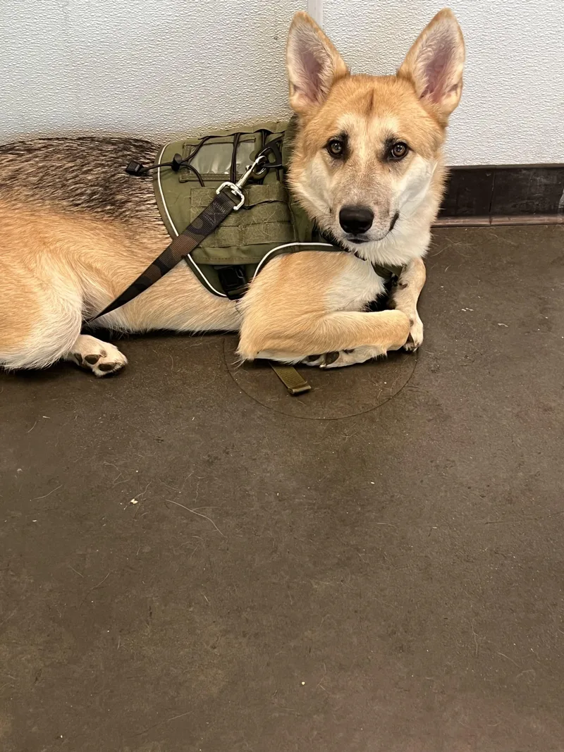 A young medium-sized female German Shepherd Dog dog named Balboa for adoption in Chatsworth, CA