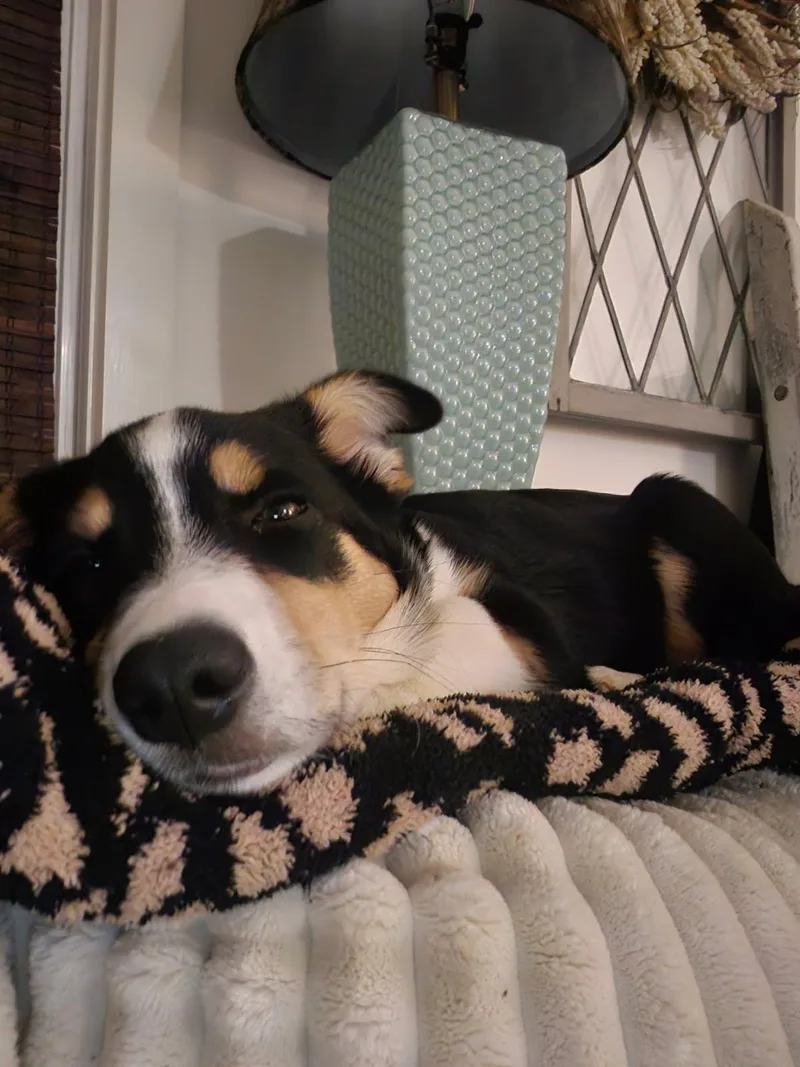A baby small-sized male Cardigan Welsh Corgi dog named Theodore for adoption in Knoxville, TN