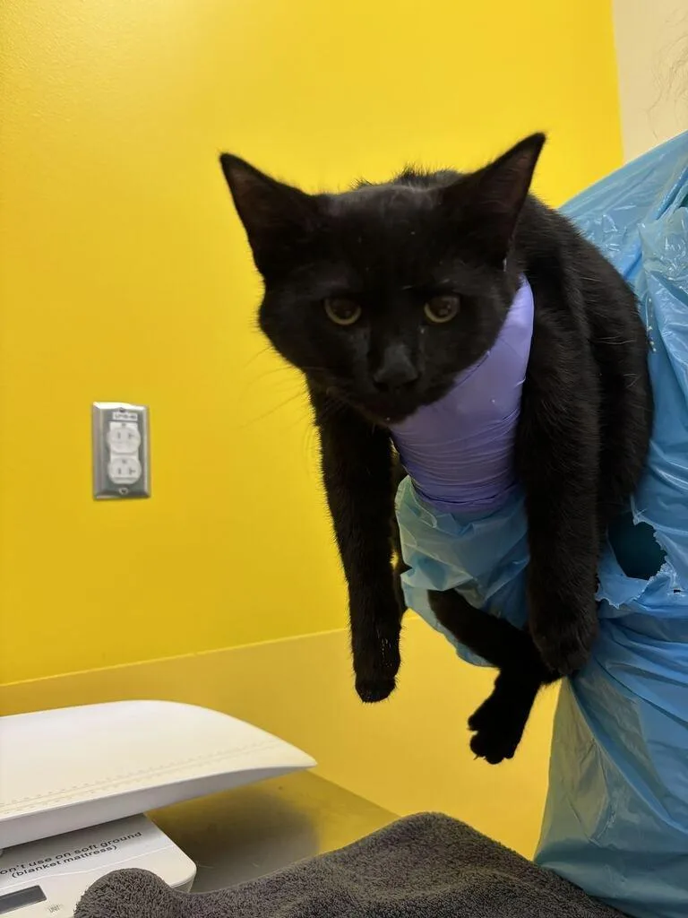 A baby small-sized male Black Domestic Short Hair cat named Gordo for adoption in Raleigh, NC