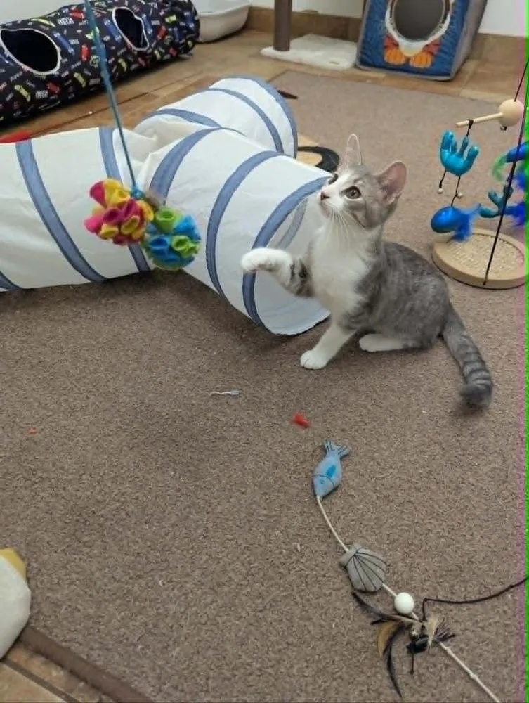 A baby small-sized female Domestic Short Hair cat named Doodlebug for adoption in South Bend, IN