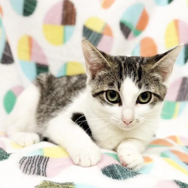 A baby small-sized female Brown / Chocolate Domestic Short Hair cat named Lyra for adoption in Mount Juliet, TN