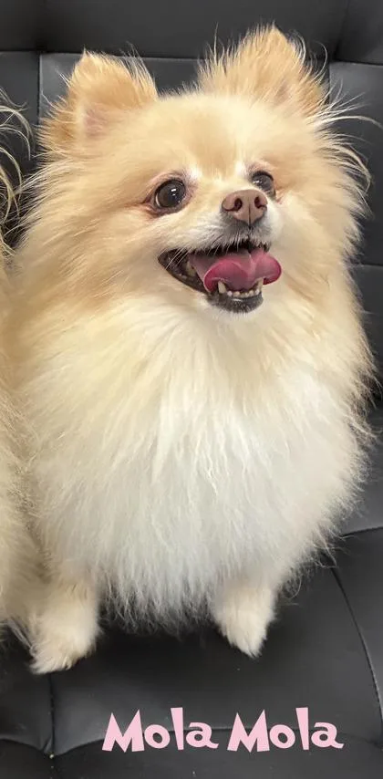 An adult small-sized female Pomeranian dog named Mola Mola for adoption in Mason, MI