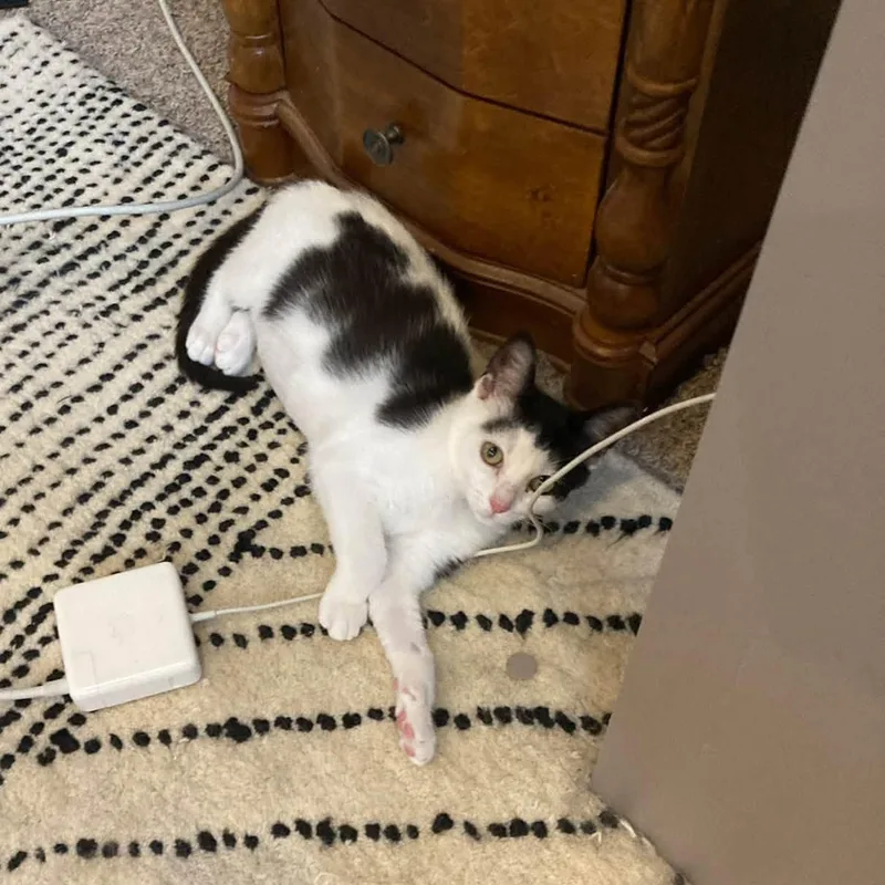 A baby medium-sized female White Domestic Short Hair cat named Willow for adoption in Cleveland, OH
