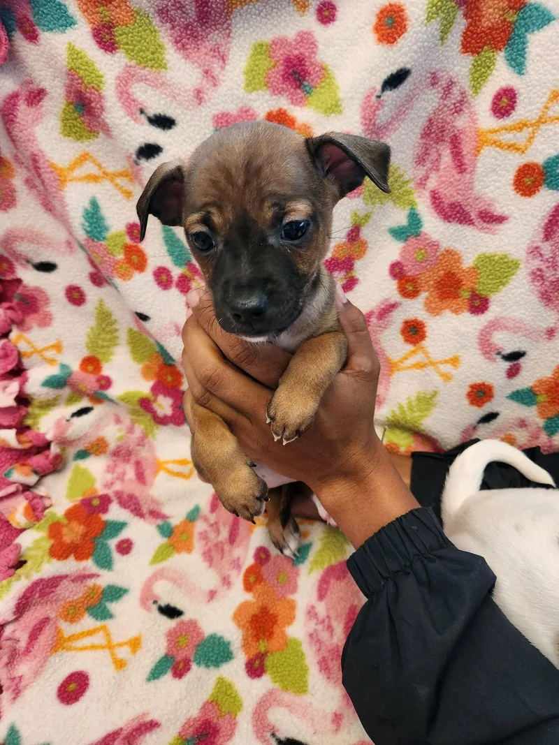 A young medium-sized female Chihuahua dog named Chanel for adoption in Gun Barrel City, TX
