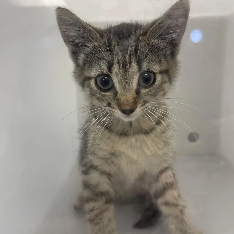 A baby small-sized female Brown / Chocolate Domestic Short Hair cat named Undercover Boss for adoption in Columbus, GA