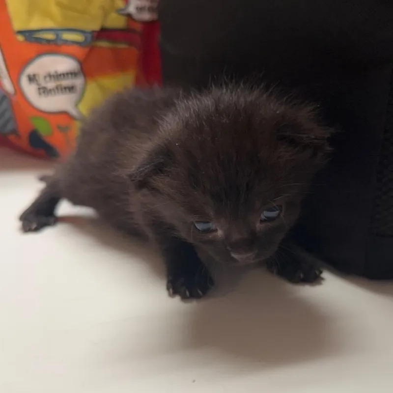 A baby small-sized male Black Domestic Short Hair cat named Lionel for adoption in Oakton, VA
