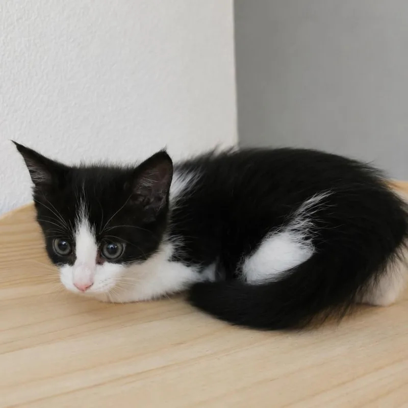 A baby medium-sized female Black & White / Tuxedo Domestic Short Hair cat named Eloise for adoption in Houston, TX