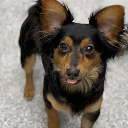A baby small-sized male Black Chihuahua dog named Casimiro for adoption in Tinley Park, IL