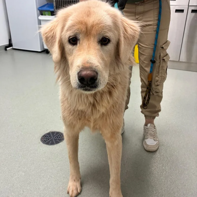 An adult large-sized male White / Cream Great Pyrenees dog named Zaleski for adoption in Abilene, TX