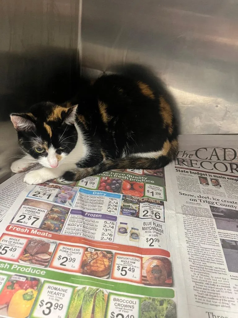 Breezemocha thumbnail 2