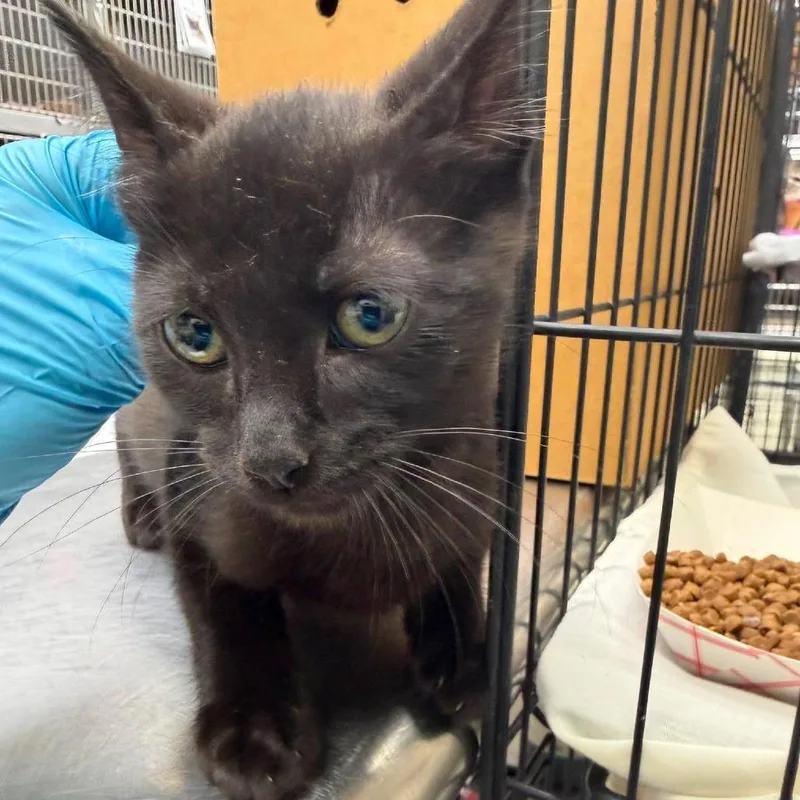 An adult small-sized male Black Domestic Short Hair cat named Walter for adoption in Bastrop, TX
