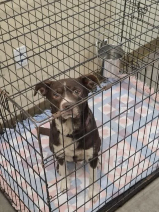 A young large-sized male Border Collie dog named Beans for adoption in Texas City, TX