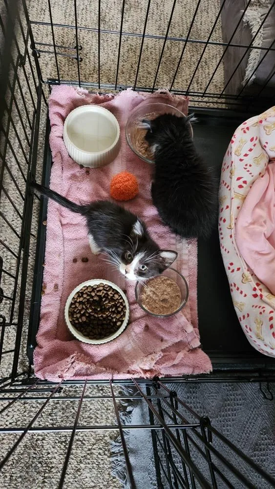 A baby small-sized male Domestic Short Hair cat named Darwin Da for adoption in Peoria, IL